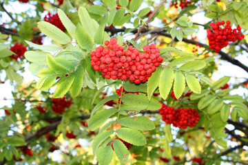 red currant bush