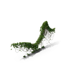 3D illustration of a realistic Ivy plant