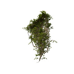 3D illustration of a realistic Ivy plant