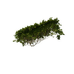 3D illustration of a realistic Ivy plant