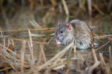 Wild rat eating in the water closeup.