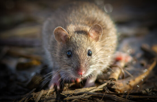 Brown rat, rattus norvegicus, portrait closeup.