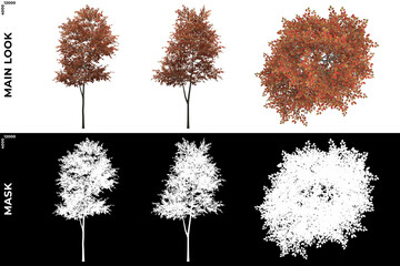 3D Rendering of Front, Left and Top view of Alder Trees with alpha mask to cutout and PNG editing. Forest and Nature Compositing.