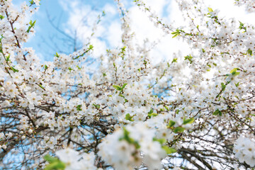 Plum blossom.