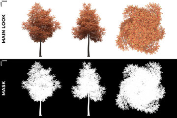 Fototapeta premium 3D Rendering of Front, Left and Top view of Alder Trees with alpha mask to cutout and PNG editing. Forest and Nature Compositing.