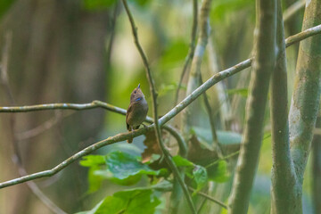 Small niltava (Niltava macgrigoriae) at Bherjan-Borajan-Padumoni WS, Assam, India