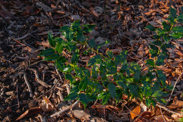 A branch of a perennial evergreen shrub against the background of fallen foliage on an autumn day.