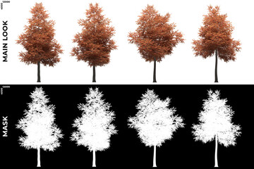 Fototapeta premium Front views of Alder Trees with alpha mask to cutout and PNG editing. Forest and Nature Compositing.