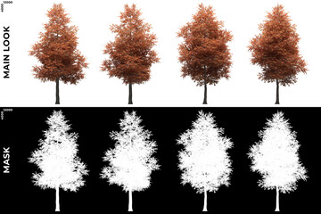 Front views of Alder Trees with alpha mask to cutout and PNG editing. Forest and Nature Compositing.