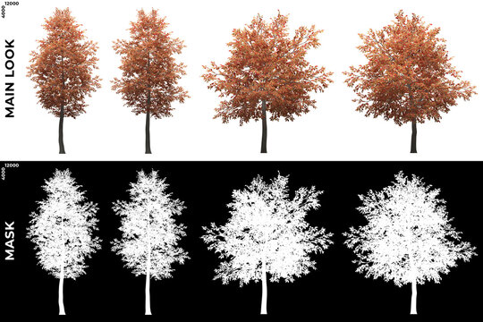 Front views of Alder Trees with alpha mask to cutout and PNG editing. Forest and Nature Compositing.