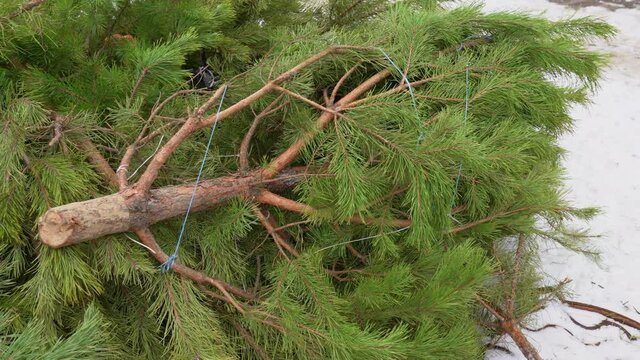 Close-up view 4k stock video footage of many discarded old Christmas trees thrown away after winter holidays celebrations
