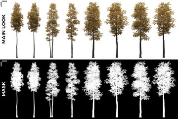 Front views of Silver Birch Trees with alpha mask to cutout and PNG editing. Forest and Nature Compositing.