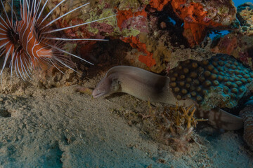 Moray eel Mooray lycodontis undulatus in the Red Sea, Eilat Israel
