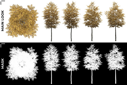 3D Rendering of Front, Left and Top view of Silver Birch Trees with alpha mask to cutout and PNG editing. Forest and Nature Compositing.