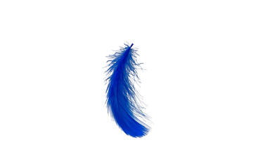 Obraz premium Blue feather isolated on white background.