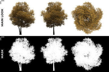3D Rendering of Front, Left and Top view of Field Maple Trees with alpha mask to cutout and PNG editing. Forest and Nature Compositing.