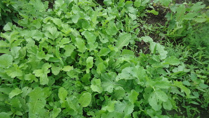green ivy leaves
