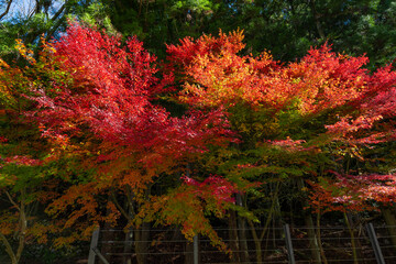 Naklejka premium 静岡県榛原郡川根本町 紅葉の寸又峡