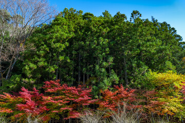 静岡県榛原郡川根本町　紅葉の寸又峡