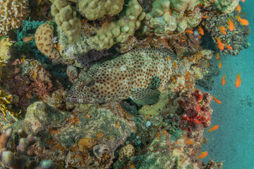 Fish swim in the Red Sea, colorful fish, Eilat Israel
