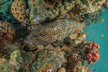 Coral reef and water plants in the Red Sea, Eilat Israel
