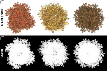 Top views of Field Maple Trees with alpha mask to cutout and PNG editing. Forest and Nature Compositing.