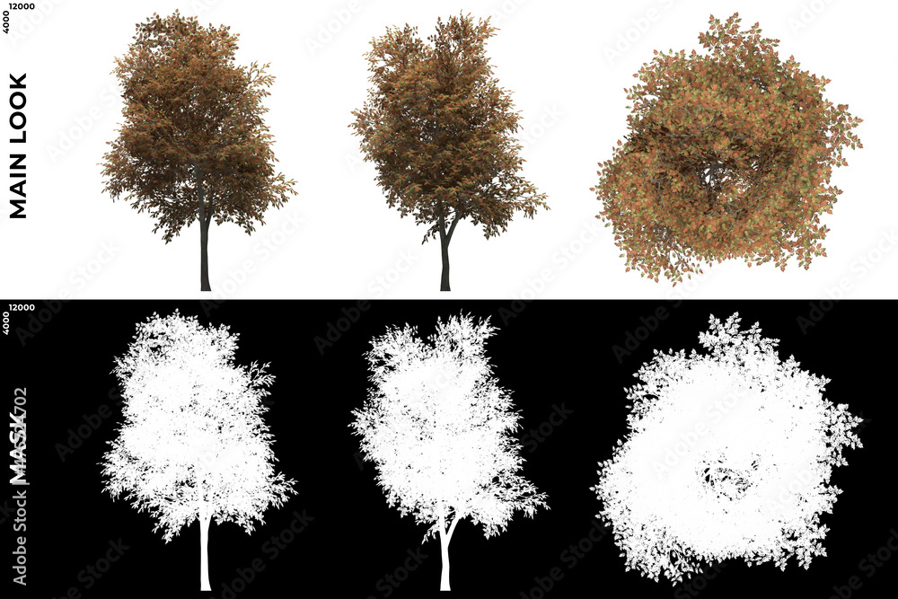 Wall mural 3d rendering of front, left and top view of mountain ash trees with alpha mask to cutout and png edi