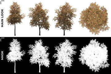 3D Rendering of Front, Left and Top view of Mountain Ash Trees with alpha mask to cutout and PNG editing. Forest and Nature Compositing.