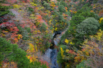 静岡県榛原郡川根本町　紅葉の寸又峡