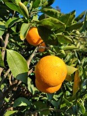 mandarin, tangerine, orange, fruit, food, a tangerine orchard, an orange orchard, an orange plantation