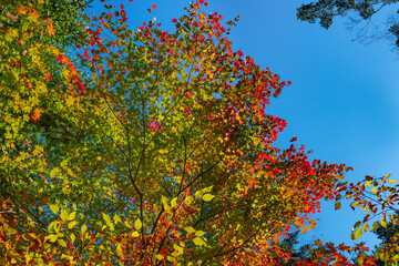 静岡県榛原郡川根本町　紅葉の寸又峡