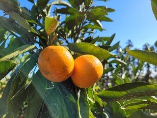 mandarin, tangerine, orange, fruit, food, a tangerine orchard, an orange orchard, an orange plantation