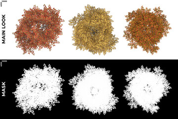 Top views of Sugar Maple Trees with alpha mask to cutout and PNG editing. Forest and Nature Compositing.