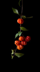 surinam cherries or pitanga fruit, aka brazilian, cayenne or florida cherry, glossy vibrant red...