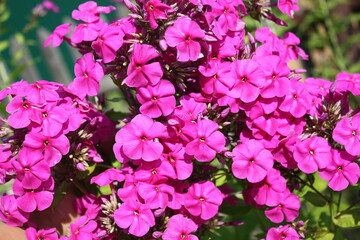 pink flowers in the garden