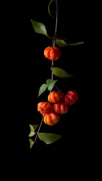 surinam cherries or pitanga fruit, aka brazilian, cayenne or florida cherry, glossy vibrant red attractive fruits in tree branch foliage, isolated black background