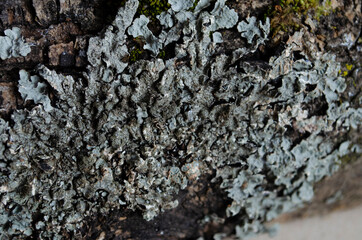 Yellow, grey and green lichens growing on the trunk of a tree in the countryside.