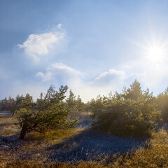 Fototapeta na wymiar grass prairie with small fir tree in mist at sunny day