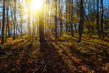 Fototapeta premium autumn forest glade in light of sun