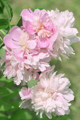 pink and white flowers