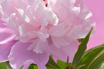 Fototapeta premium pink peony flower