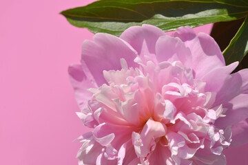 peony flower blossom