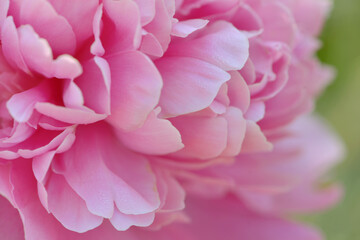 Fototapeta premium peony flower blossom