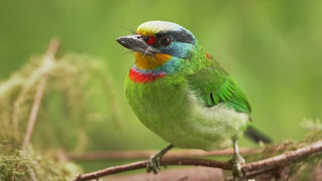 Muller's Barbet pecking a tree hole for brood.