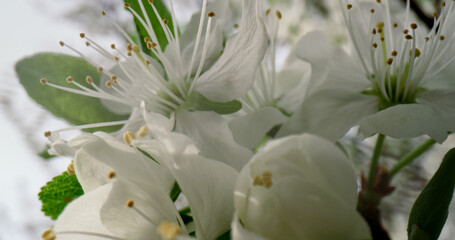 Fototapeta na wymiar Closeup white flowers blooming cherry tree against cloudy sky. Nature background