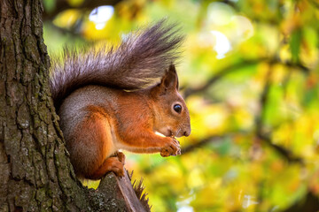 Naklejka na ściany i meble A beautiful funny squirrel on a tree holds a nut in its teeth on a blurry background