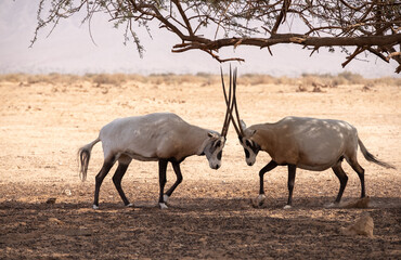 Two male Arabian oryxes fighting with locked horns, Hay-Bar Yotvata Nature Reserve, a breeding and rehabilitation center for endangered and locally extinct animals mentioned in the Bible.