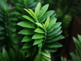 close up of green leaves
