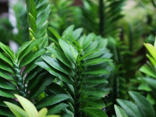 close up of green leaves
