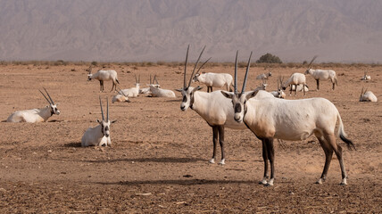 A group of Arabian oryxes in Hay-Bar Yotvata Nature Reserve, a breeding and rehabilitation center...